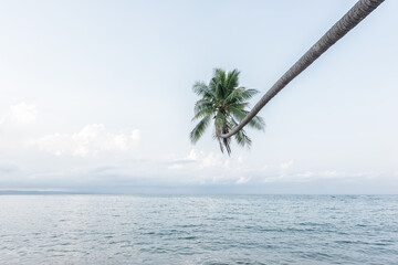 Coconut tree on a tropical island with beautiful sea.