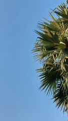 Palm Tree Against a Summer Blue Sky.