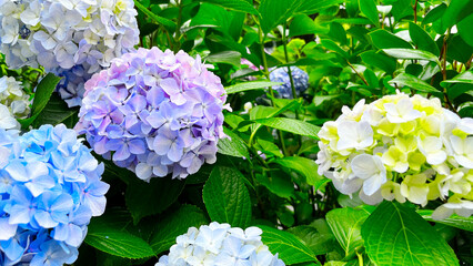 Colorful hydrangea flowers at Tokyo, Japan