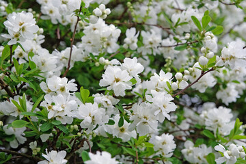 White Exochorda macrantha, or Pearl Bush, ‘The Bride’ in flower.