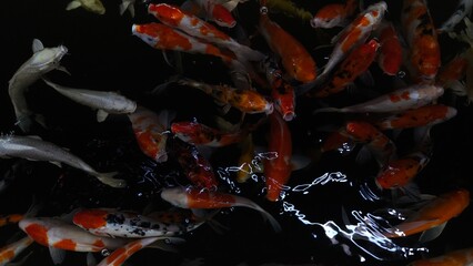 Colorful Koi fish or Japanese Koi carp swimming in the healthy lake.