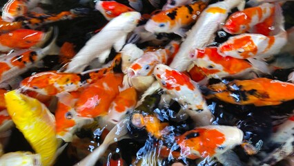 Colorful Koi fish or Japanese Koi carp swimming in the healthy lake.
