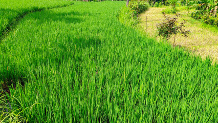 Rice plants growing well in fresh green rice fields, Indonesian agriculture