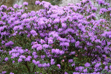 Obraz premium Purple Rhododendron ‘Hydon Amethyst’ in flower.