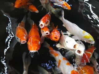 Close up of colorful Koi fish or Japanese Koi carp swimming in the healthy lake.  Top view of...