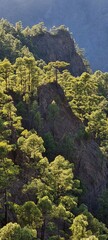 Wald in der Caldera auf La Palma