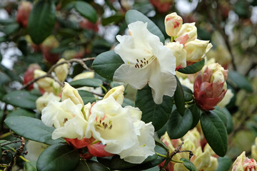 White cream Rhododendron ‘Rothenburg’ in flower.
