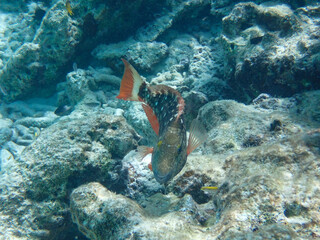 Underwater photo of Stoplight parrotfish (Sparisoma viride) in the initial phase beeing either male...