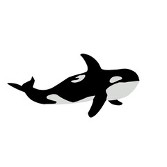 Orca Whale Vector Illustration 