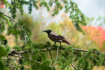 Hooded crow while blinking. crow sitting on a branch