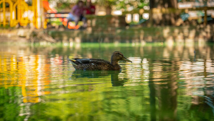  duck floating on the water on the lake in sunny weather, duck sheltering in the shade of green...