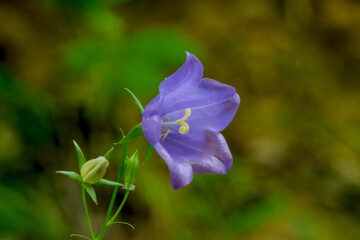 Fioletowy kwiat dzwonka leśnego. Mały kwiatek na ciemnym dnie lasu. Maleńki fioletowy...
