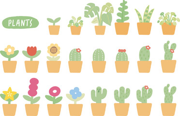 plant, cactus, flower