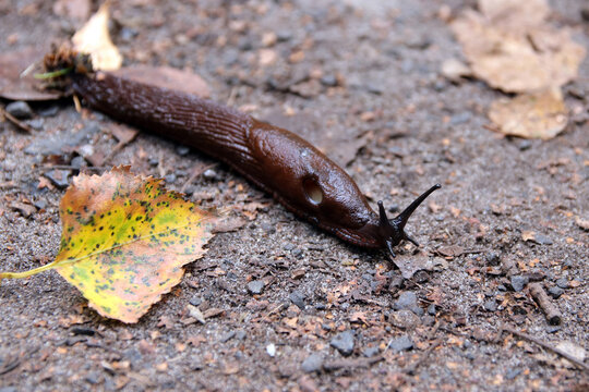 spanische wegschnecke mit herbstlaub