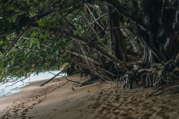tree on the sandy beach