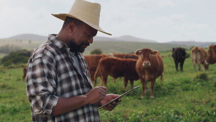 Black man, farmer and cows with tablet in agriculture, production or monitoring natural growth in countryside. African male person or farming business with technology, livestock or cattle on farmland