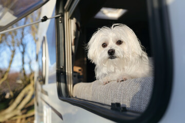 Dog looking out of motorhome or caravan window - 788386139