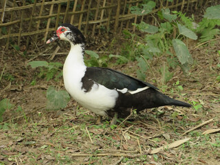 Muscovy duck