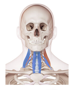 Neck of the deep front line - medial scaleni, longus colli, anterior scaleni, anterior longitudinal ligament