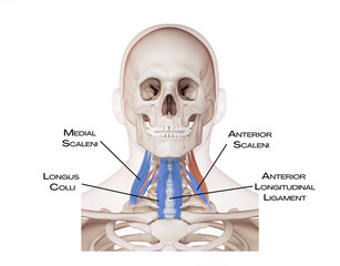 Neck of the deep front line - medial scaleni, longus colli, anterior scaleni, anterior longitudinal...
