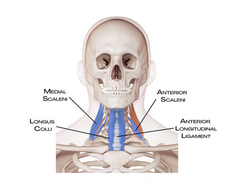 Neck of the deep front line - medial scaleni, longus colli, anterior scaleni, anterior longitudinal ligament