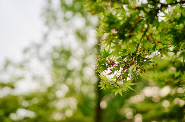 Close-up of japanese maple tree branch