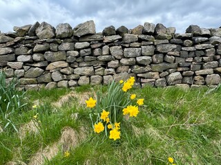 High on the hills on, Black Hill Lane, with a weathered dry stone wall, cloudy skies, and daffodils, set amongst greenery near, Steeton, Yorkshire, UK