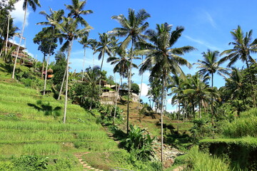 Fototapeta premium Beautiful rice terraces near Tegallalang village, Ubud, Bali, Indonesia