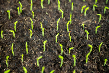 Young sprouts of new legumes and vegetables varieties in seed bank, seedlings for spring sowing in fields - 788395519