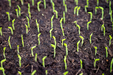 Naklejka premium Young sprouts of new legumes and vegetables varieties in seed bank, seedlings for spring sowing in fields