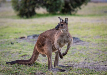 Western grey kangaroo (Macropus Fuliginosus), a subspecies of kangaroos on Kangaroo Island,...