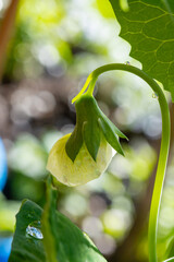 Flowers of green sweet peas legumes plants in spring garden - 788395983