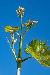 Young green grape plant shoot with leaves, buds and berry ovaries and blue sky - 788396131