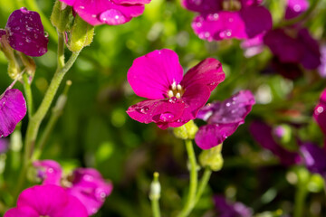 Pink blossom of aubrieta deltoidea perennial ornamental plant in spring garden - 788396388