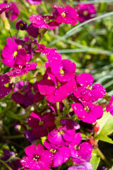 Pink blossom of aubrieta deltoidea perennial ornamental plant in spring garden - 788396580