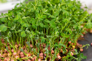 Young sprouts of new legumes and vegetables varieties in seed bank, seedlings for spring sowing in fields - 788396729