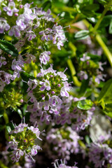 Spring blossom of pink aromatic kitchen herb thyme in garden