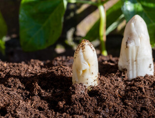 Harvesting of organic white asparagus on Dutch farm, spring growth on delicious vegetables in...