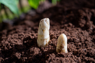 Harvesting of organic white asparagus on Dutch farm, spring growth on delicious vegetables in...