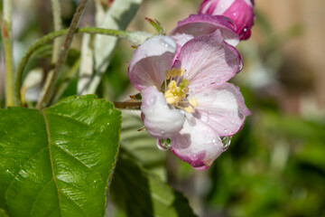 Fruit orchard in spring, pink blossom of apple fruit trees close up - 788397568