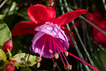 Colorful flowers of fuchsia magellanica flowers in spring garden - 788397589