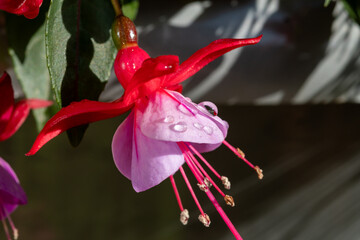 Colorful flowers of fuchsia magellanica flowers in spring garden - 788397721