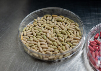Samples of new legumes and vegetables seeds varieties in seed bank, seedlings for spring sowing in fields - 788397732