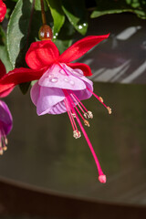 Colorful flowers of fuchsia magellanica flowers in spring garden - 788397741