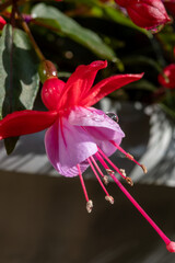 Colorful flowers of fuchsia magellanica flowers in spring garden - 788397757