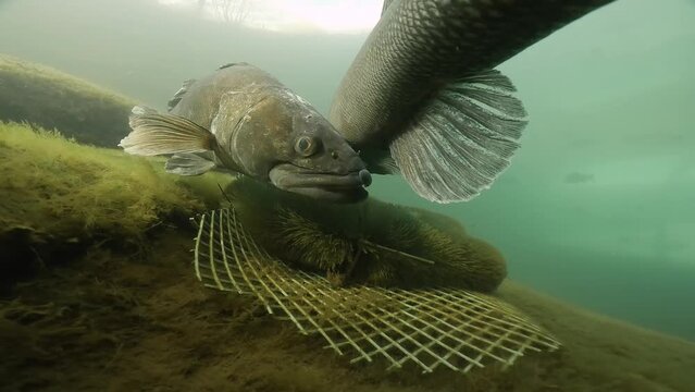 Zanders are preparing to spawn. Big Walleye, Zander or Pike-perch (Sander lucioperca). Underwater video of fresh-water fish. Swimming pike perch. Nature light. Spawning zanders.