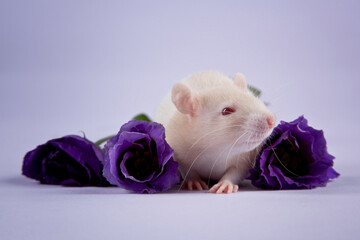 baby rat with flowers