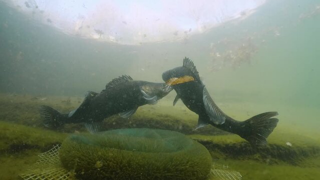 Zanders are preparing to spawn. Big Walleye, Zander or Pike-perch (Sander lucioperca). Underwater video of fresh-water fish. Swimming pike perch. Nature light. Spawning zanders.