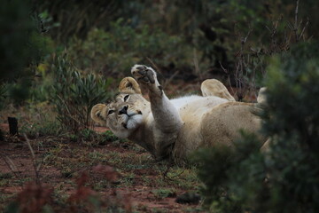 Lioness rolling