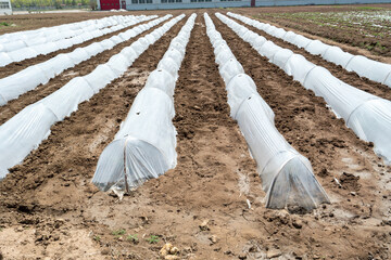 Growing Vegetables. Vegetables under Plastic mulch polymer film. Plastic mulch film fumigation...